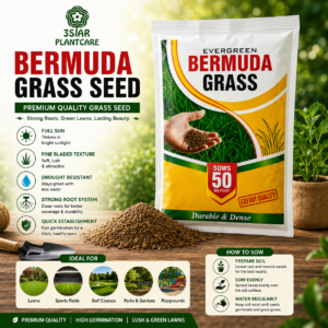 Evergreen Bermuda Grass Seeds