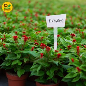 Plant Tags Large X10 (Pack of 10)